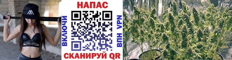Купить закладки  Пикалёво  Конопля Amnesia 